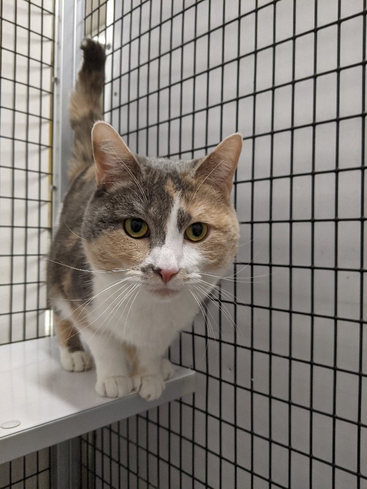 Calico cheap cat adoption